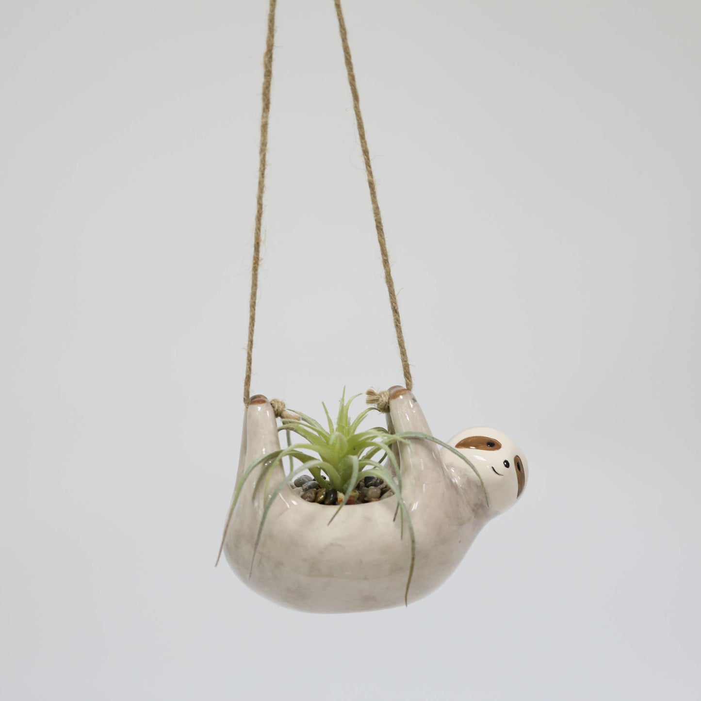 Hanging Sloth Succulent