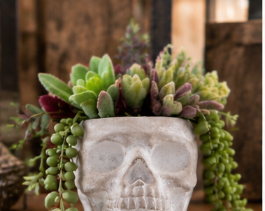 Gray cement sugar skull planter styled with green succulents and trailing foliage