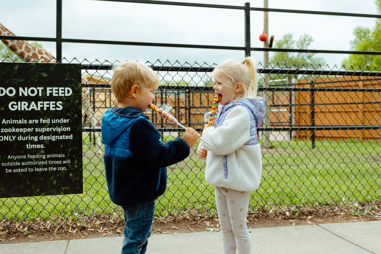 8" (20cm) Lollyplush T Rex Dino w/14" Rainbow Lollipop
